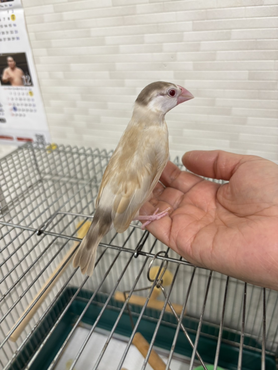 新入社員「しなもん」